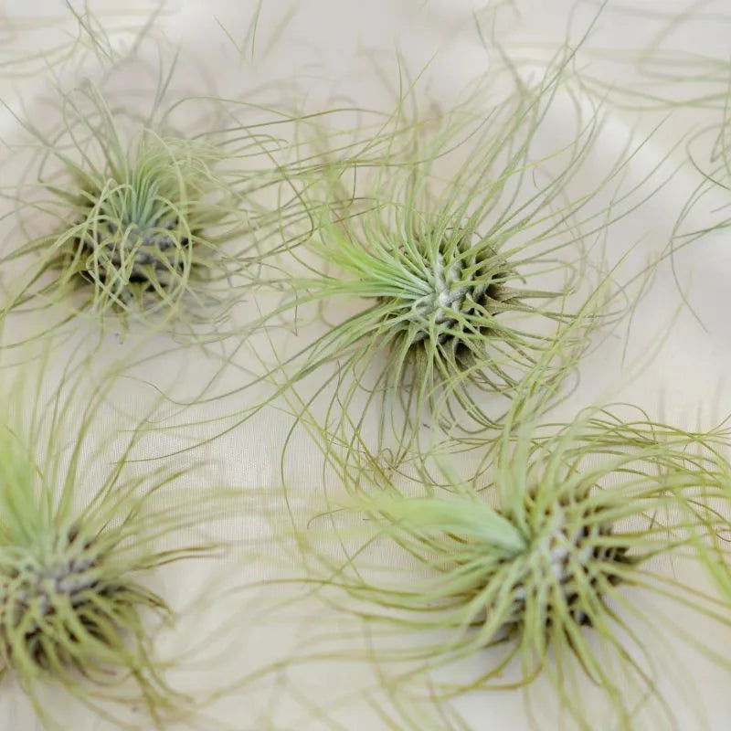 Tillandsia Argentea - composizione di piante aeree su un tavolo
