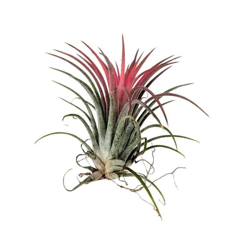 immagine mostra un primo piano di una Tillandsie ionantha