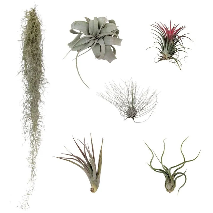 Premium Tillandsia Set – L