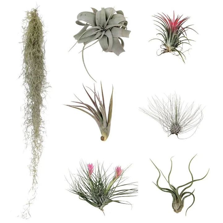 Set de Tillandsias Premium – XL