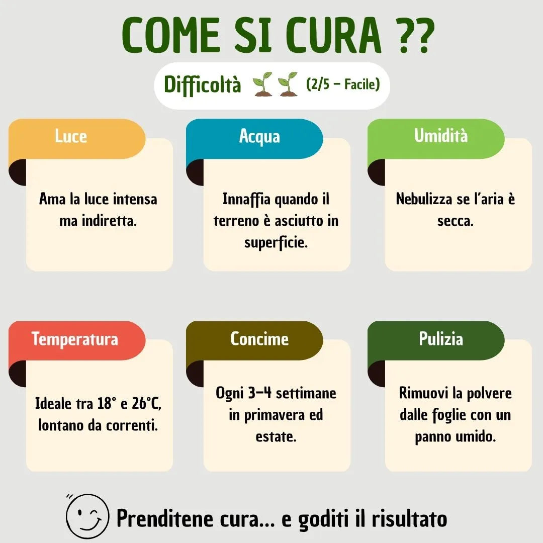 Come curare Tradescantia Nanouk - infografica consigli per la manutenzione e crescita