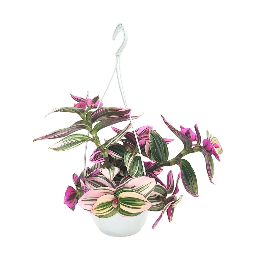 Tradescantia Nanouk - pianta ricadente in vaso basket bianco con gancio, foglie rosa e verdi