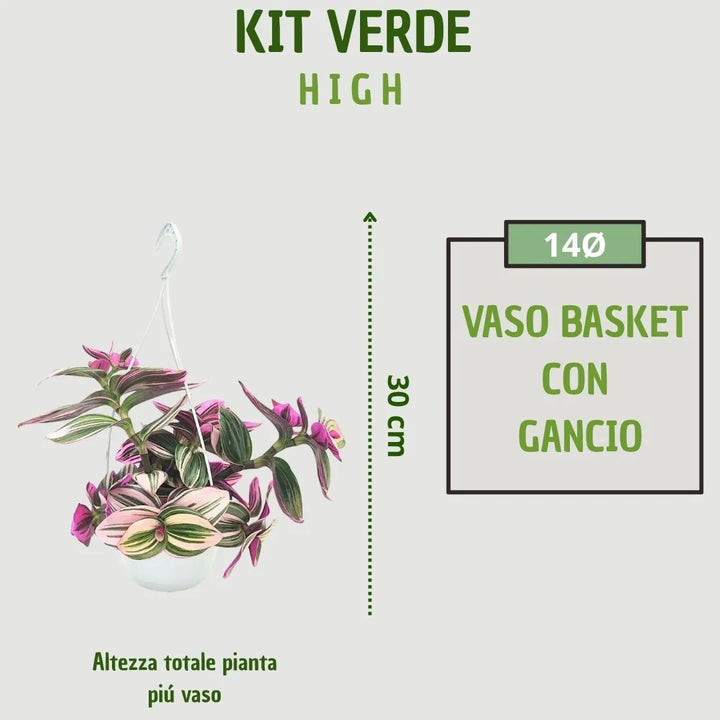 Tradescantia Nanouk dimensioni - infografica vaso basket 14 cm e altezza pianta