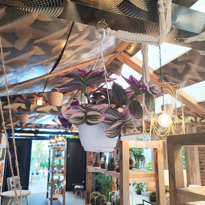 Tradescantia Nanouk in casa - pianta ricadente in ambiente domestico moderno, vaso basket