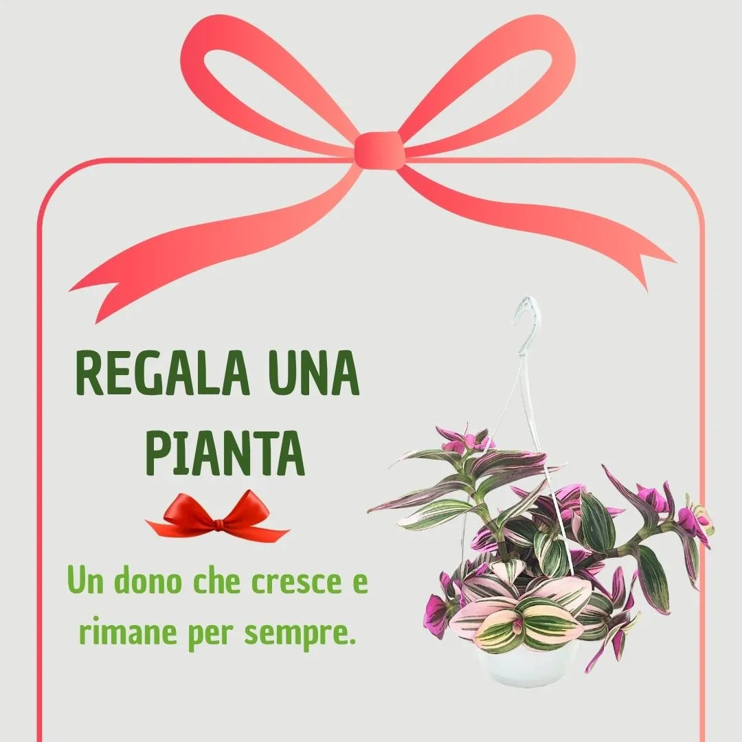 Tradescantia Nanouk regalo - pianta con fiocco rosso e frase augurale per un dono