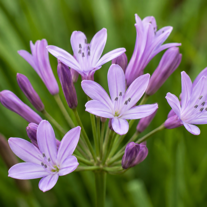 Tulbaghia Violacea D.18 H.75 cm