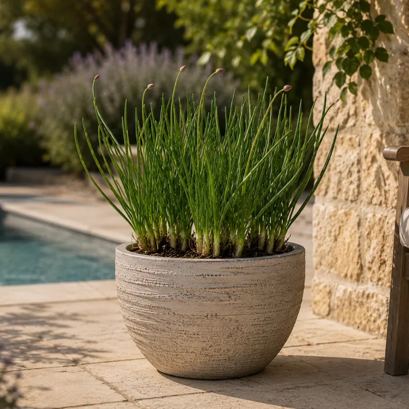 Pianta di Tulbaghia violacea in vaso rotondo effetto pietra, apprezzata per il fogliame elegante e la fioritura lilla che valorizza spazi esterni e bordure.