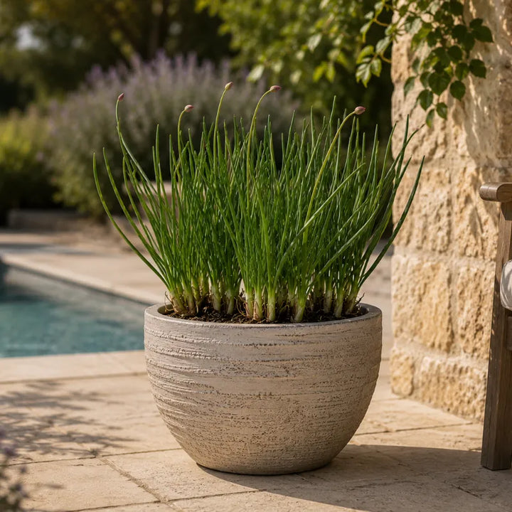 Pianta di Tulbaghia violacea in vaso rotondo effetto pietra, apprezzata per il fogliame elegante e la fioritura lilla che valorizza spazi esterni e bordure.