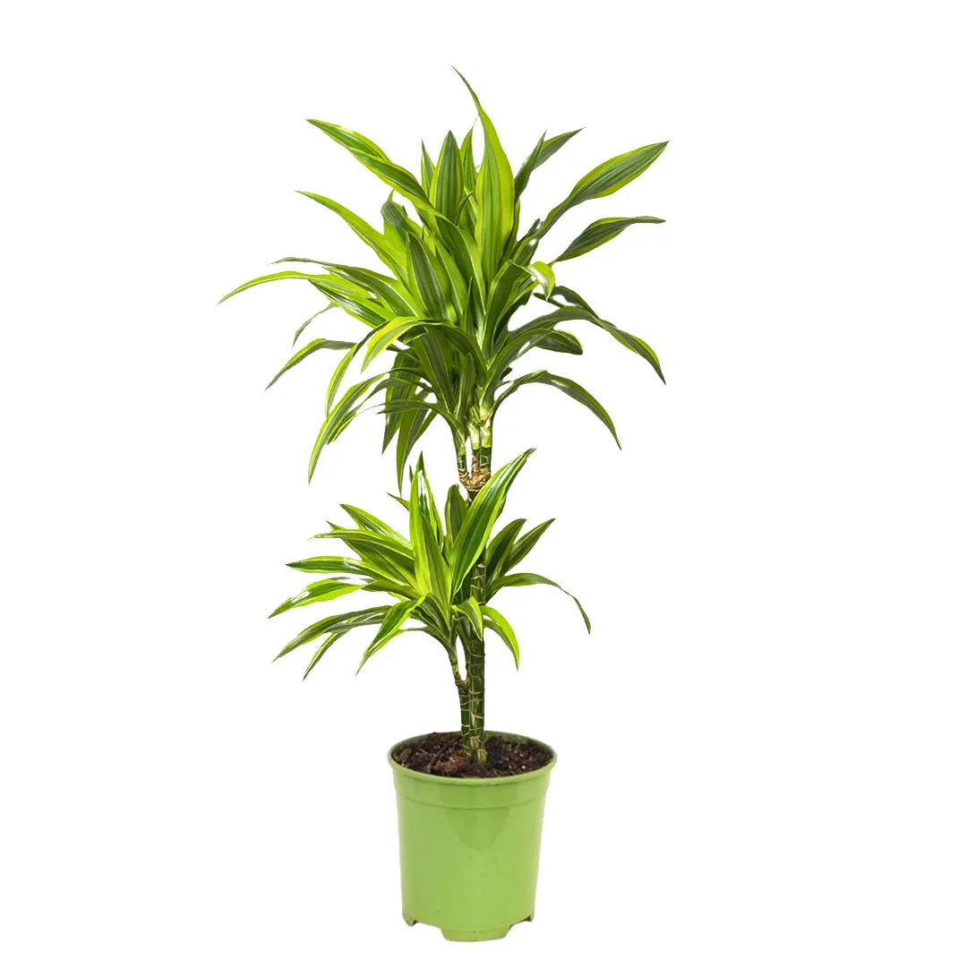 Dracaena Lemon Lime D. 21 cm