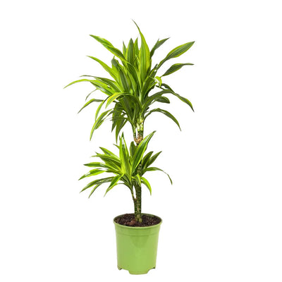 Dracaena Lemon Lime D. 21 cm
