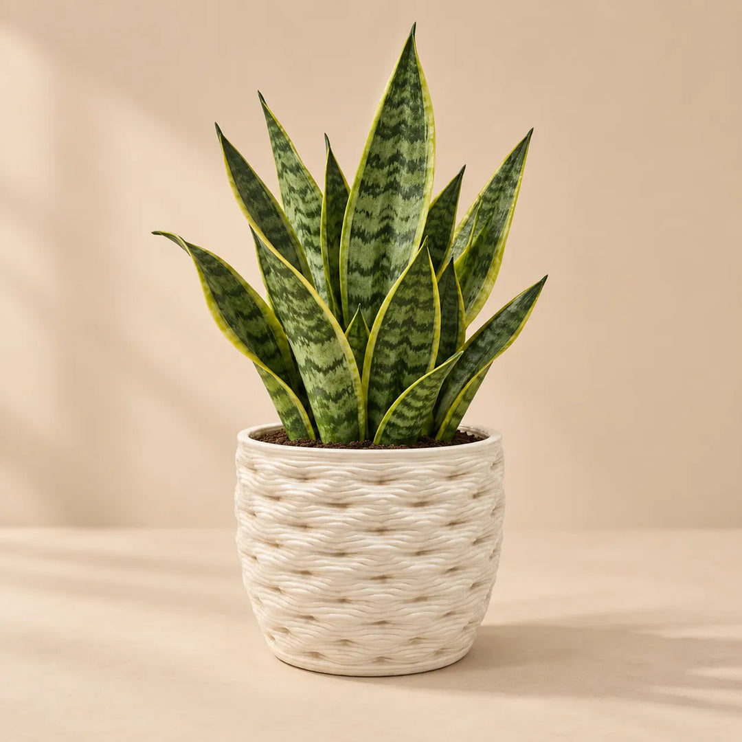 Vaso bianco effetto intrecciato con Sansevieria, soluzione decorativa per piante da interno