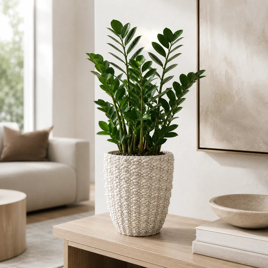 Vaso Fira bianco in finitura lucida con pianta di Zamioculcas in soggiorno