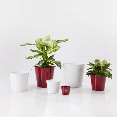 Vaso 