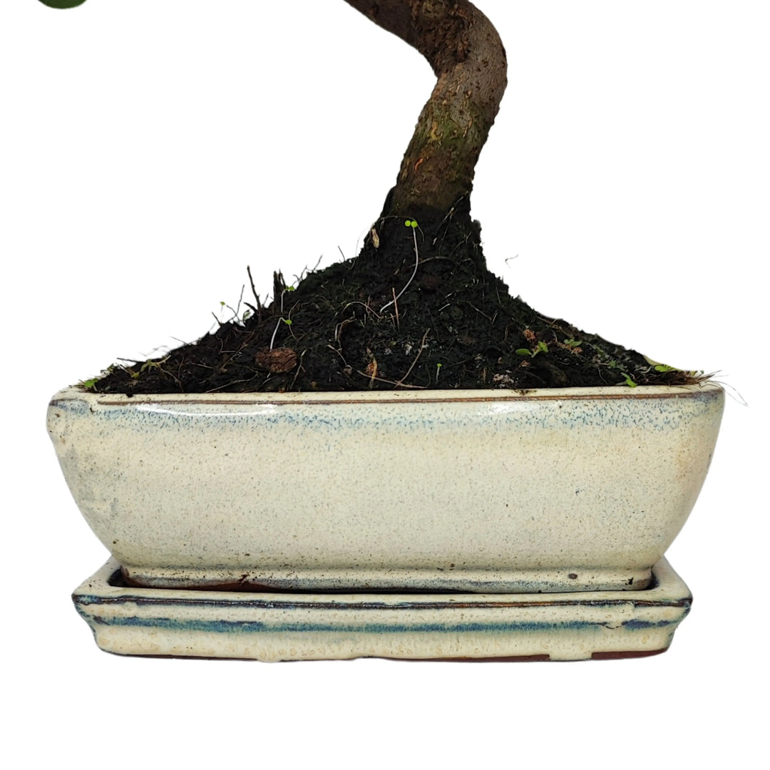 Vaso rettangolare smaltato bianco con sottovaso coordinato - base del bonsai Quercus Suber