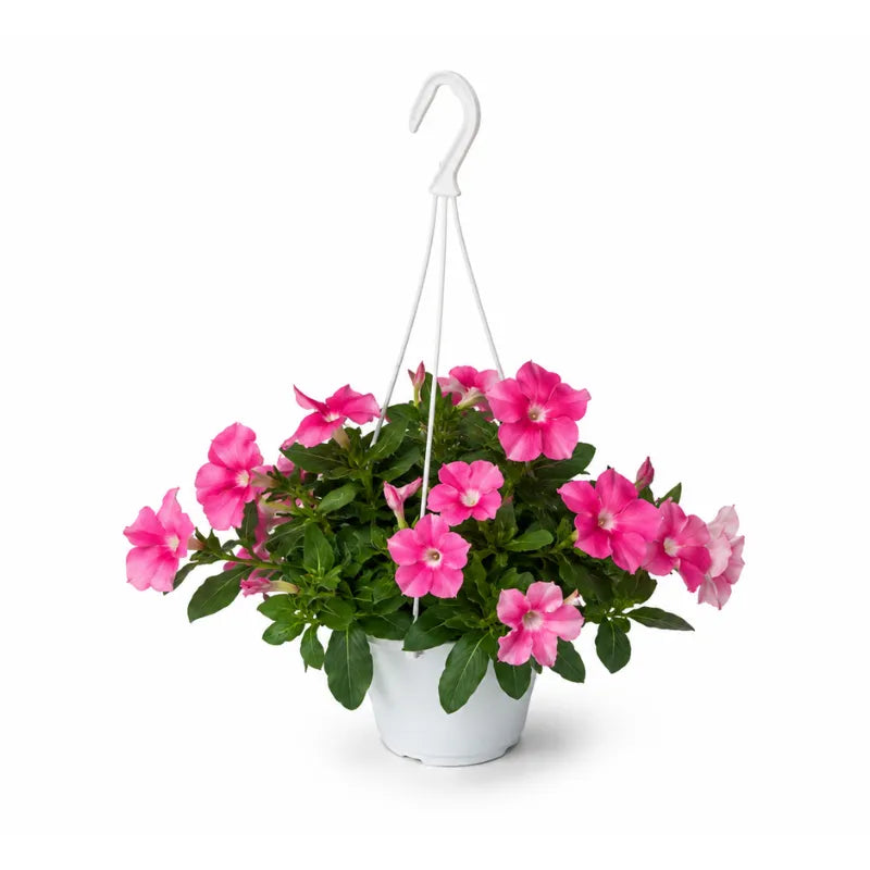 Pianta di Vinca pendula rosa coltivata in basket sospeso bianco con fiori vivaci e fogliame verde compatto.