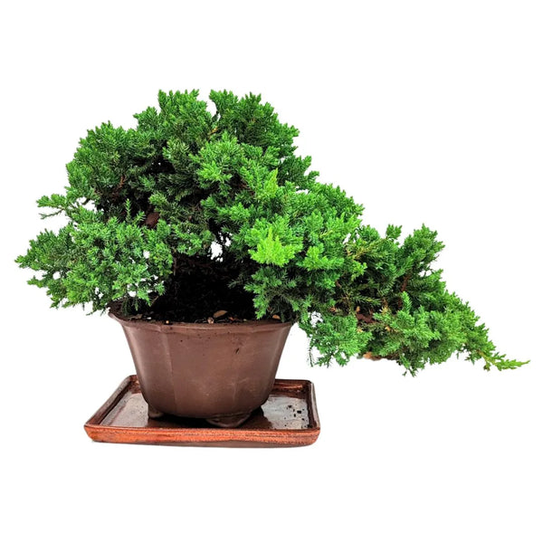 Bonsai Juniperus Procumbens 20 Years Old Cascade Style - Premium Collection
