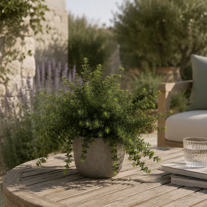 Westringia fruticosa coltivata in vaso decorativo su tavolo da esterno, caratterizzata da portamento cespuglioso e fogliame fine adatto ad ambienti mediterranei.