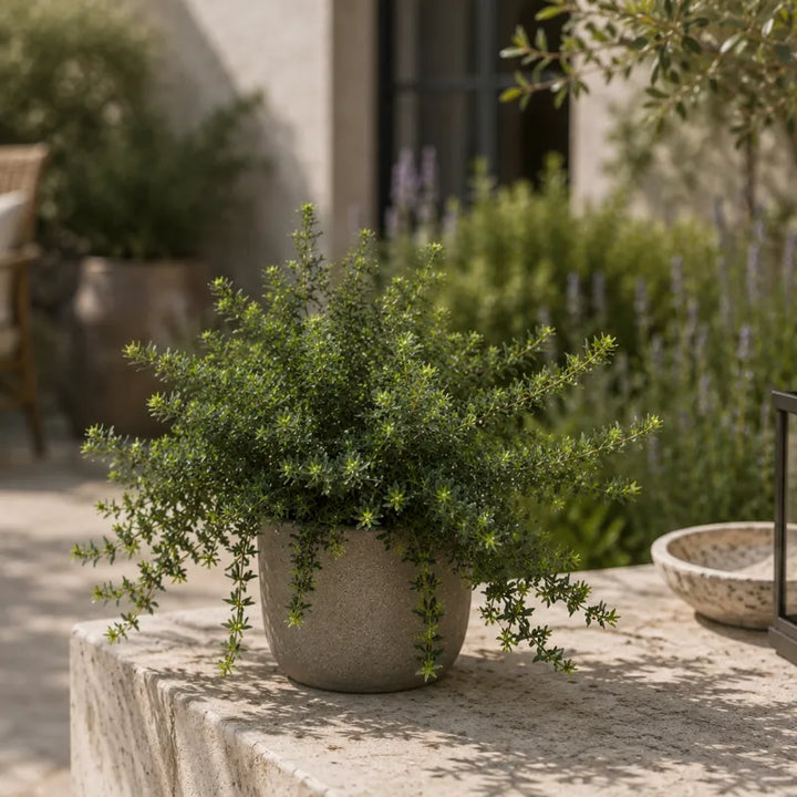 Westringia fruticosa in vaso effetto pietra posizionata su muretto da esterno, ideale per decorare terrazze, cortili e spazi verdi con bassa manutenzione.