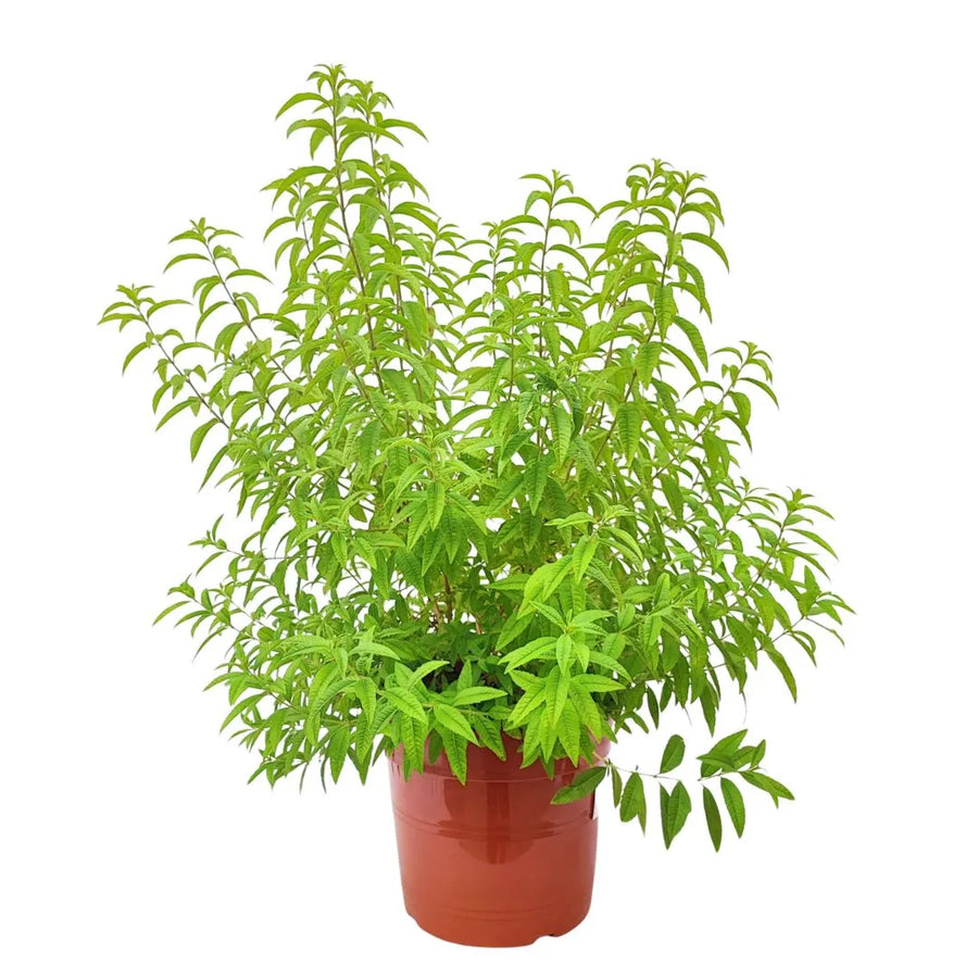 Lippia Citrodoro - pianta aromatica in vaso da 24 cm, vista frontale su sfondo neutro