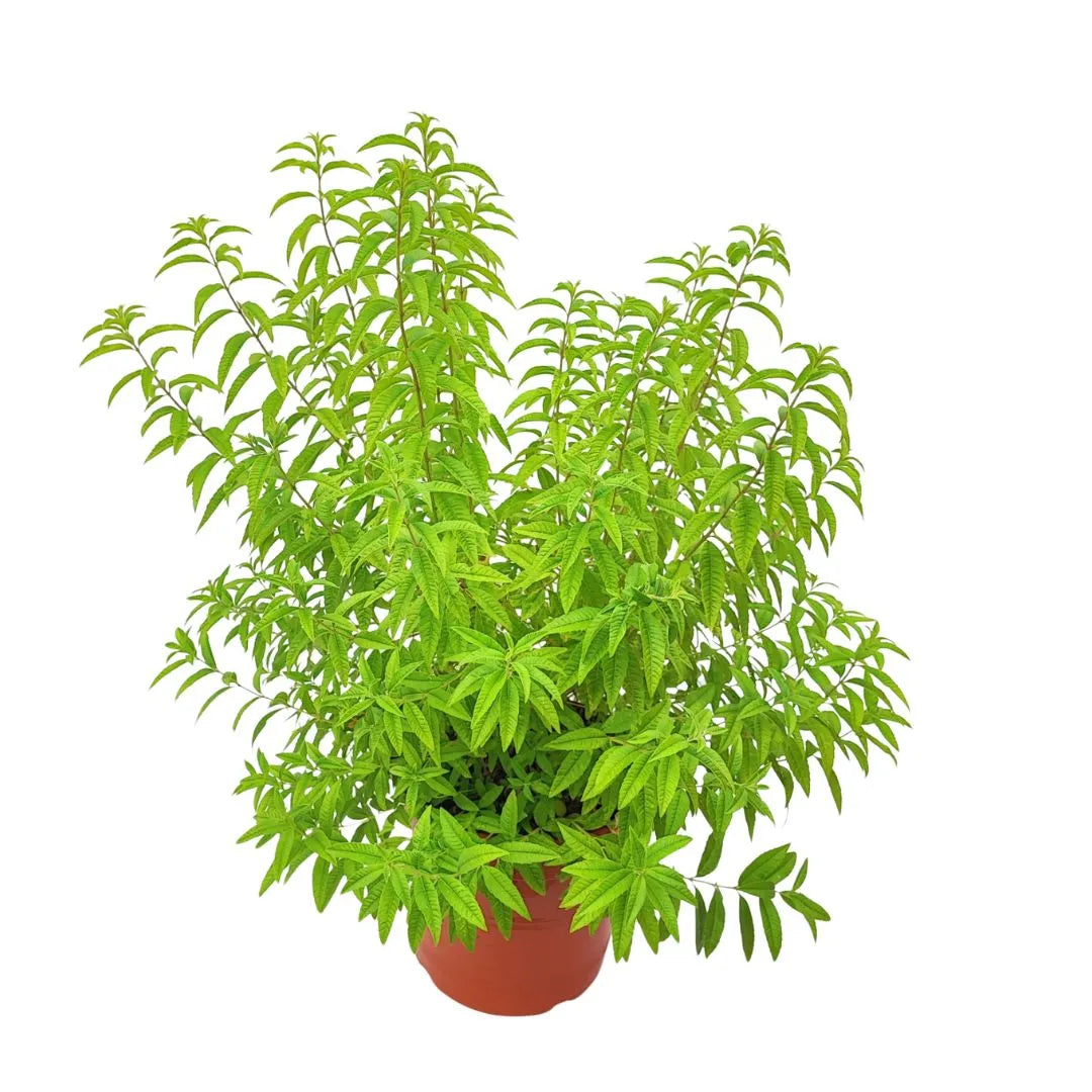 Lippia Citrodoro - dettaglio foglie profumate al limone, con texture visibile