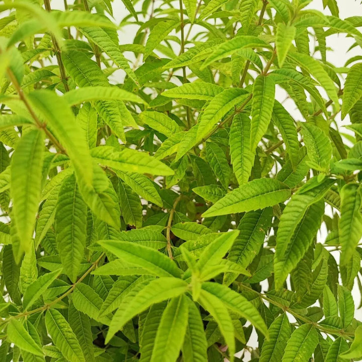 Lippia Citrodoro - vaso da 24 cm con pianta rigogliosa e fioritura delicata