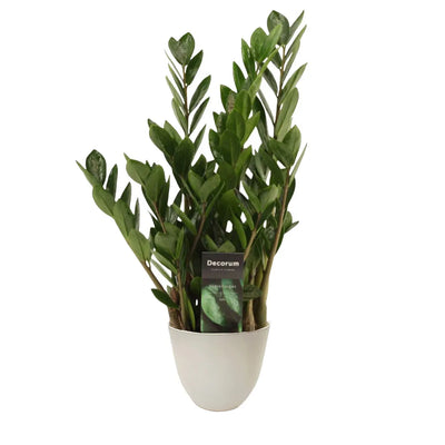 Zamioculcas zamiifolia H.45 cm