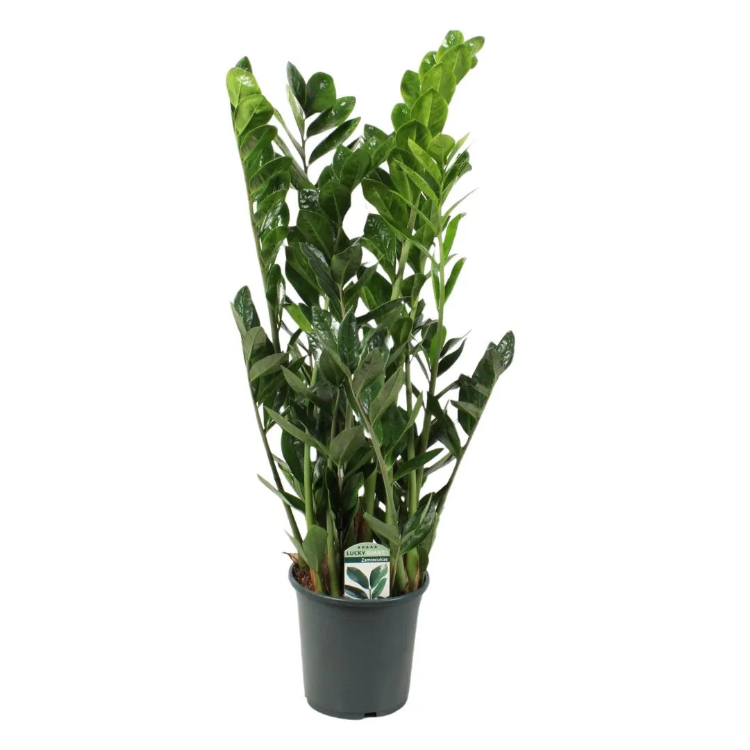 Zamioculcas Zamiifolia - Pianta da interno alta 95 cm in vaso da 21 cm, con foglie lucide e verde scuro, per arredamento moderno