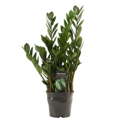 Zamioculcas zamiifolia D.12 Vaso plastica