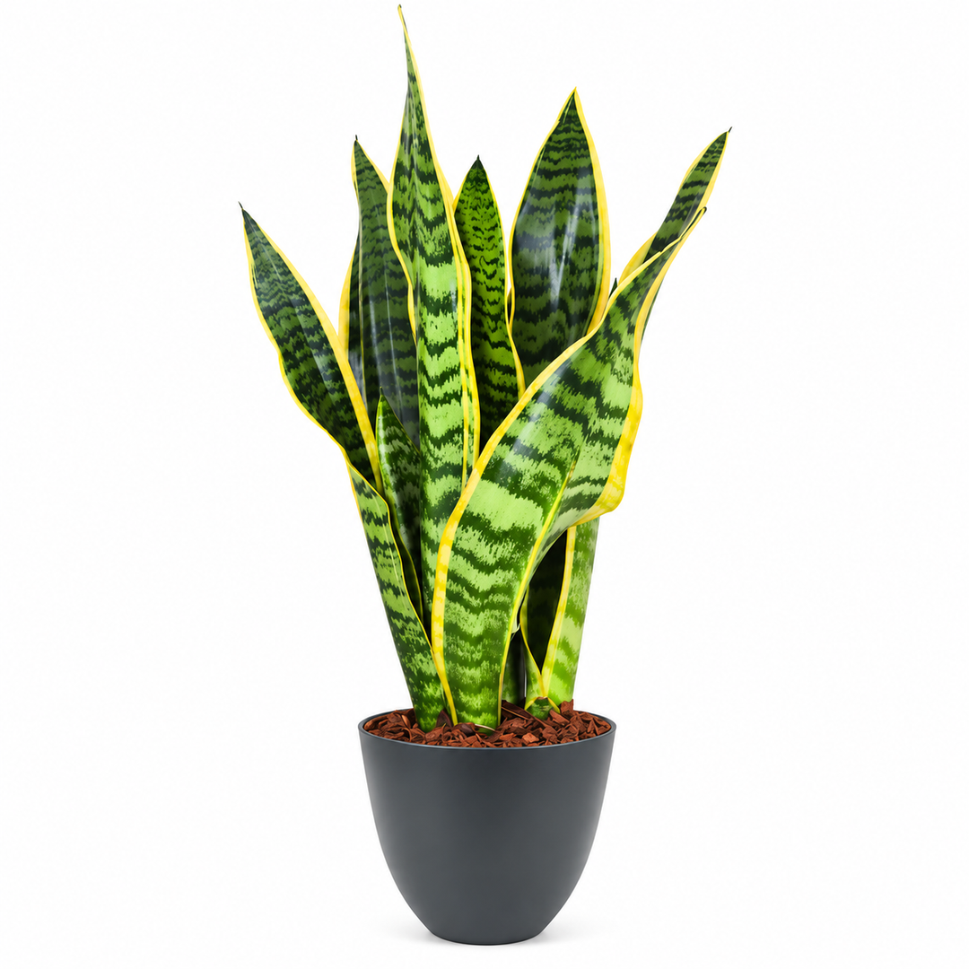 Sansevieria Laurentii H.40 cm