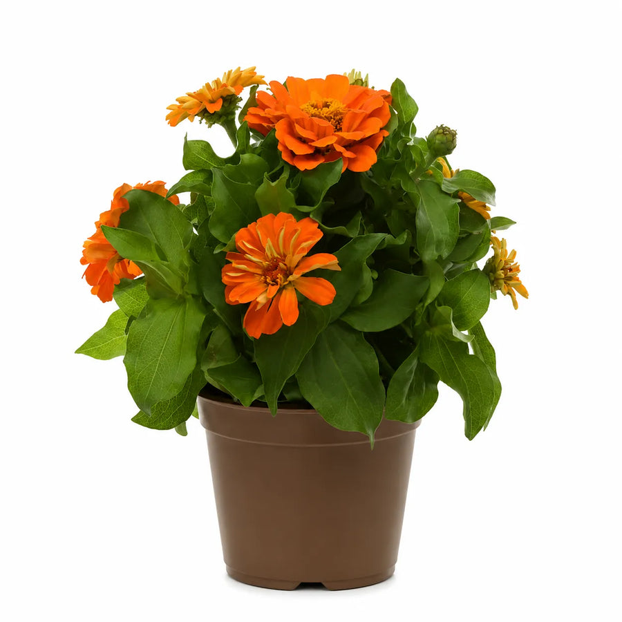 Pianta di zinnia arancione con fiori ornamentali coltivata in vaso da esterno ideale per balconi e aiuole fiorite.