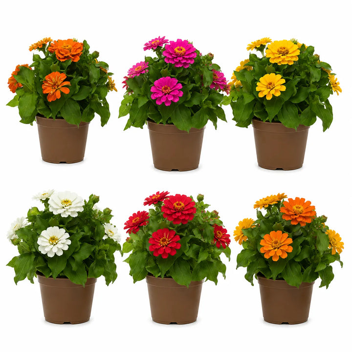 Assortimento di zinnie colorate con fioriture bianche, rosse, rosa, gialle e arancioni in vaso decorativo da esterno.