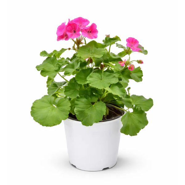 Zonale colori mix H.25 D.14 cm