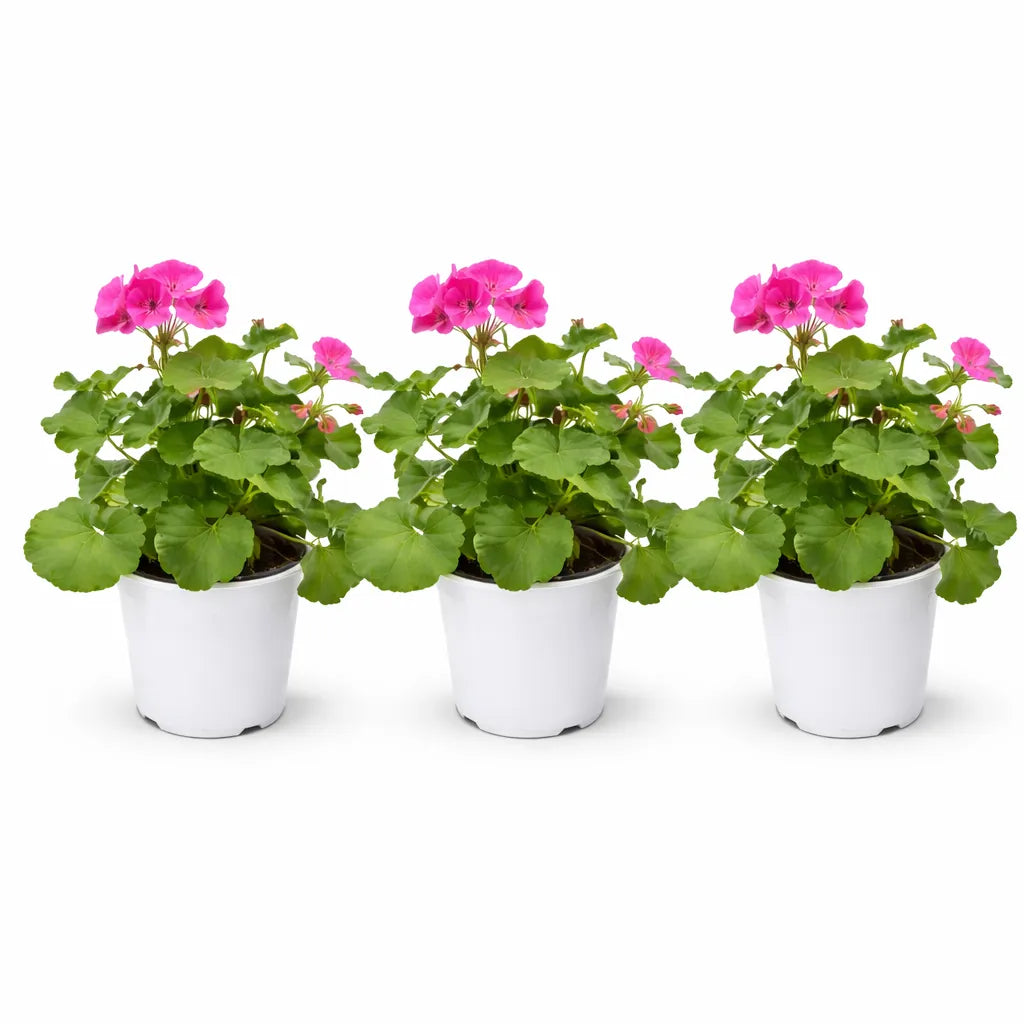 Geranio zonale colori - Dettaglio dei fiori in diverse tonalità brillanti
