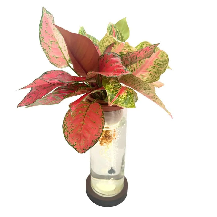 AcquaLum con Aglaonema in vaso cilindrico trasparente, base in legno e luce LED integrata per coltivazione idroponica con ossigenazione visibile.