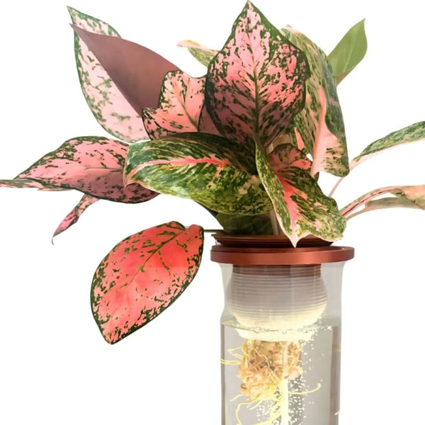 AcquaLum - Il Lume Botanico che Unisce Natura e Design