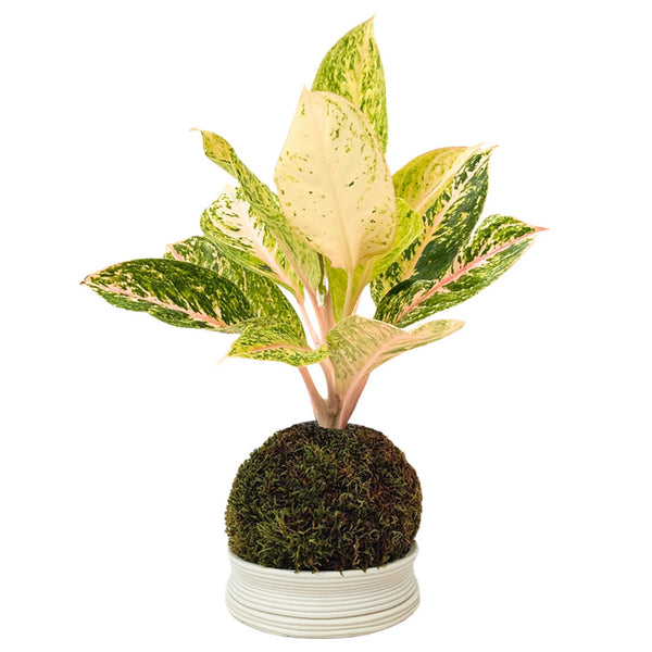 Aglaonema Kokedama 30 Million