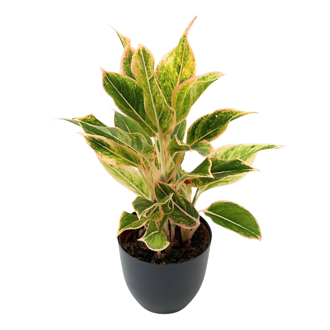 Aglaonema Creamy Tricolor in vaso nero, con foglie variegate verde, crema e rosa, ideale per arredare ambienti interni moderni.