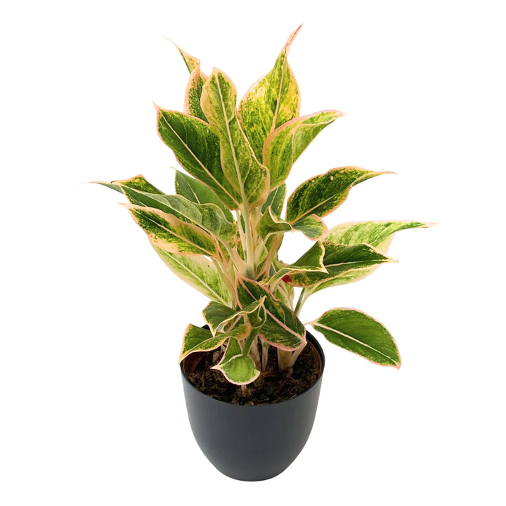 Aglaonema Creamy Tricolor in vaso nero, con foglie variegate verde, crema e rosa, ideale per arredare ambienti interni moderni.