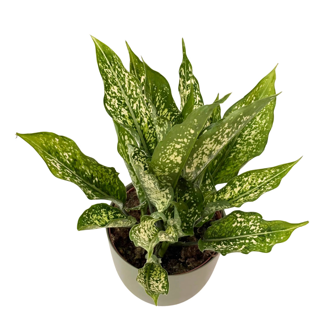 Vista dall’alto dell’Aglaonema First Diamond, pianta da interno con foglie a punta variegate bianco-verde.
