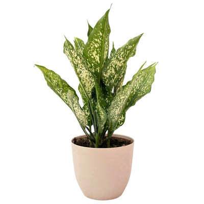 Aglaonema First Diamond