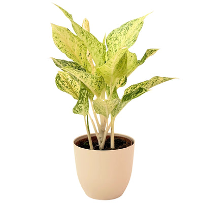 Aglaonema Chance Chan