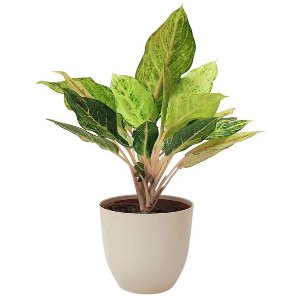 Aglaonema Suerte