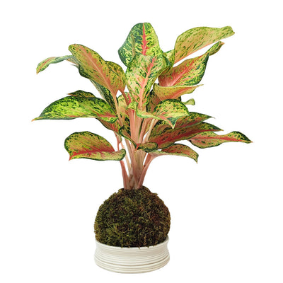 Kokedama Aglaonema Maha Lab