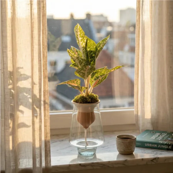 Aglaonema Mix Idrocoltura su davanzale con cono in terracotta e vaso in vetro, luce calda tramonto