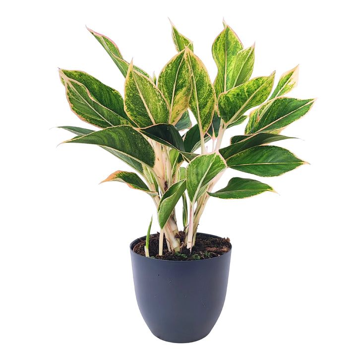 Aglaonema Pink Orink in vaso nero, vista frontale, foglie allungate con sfumature verde intenso, crema e margini rosa.