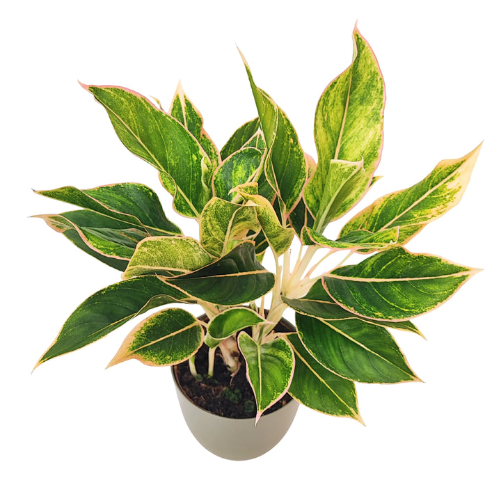 Vista dall’alto di Aglaonema Pink Orink con foglie lanceolate variegate, dai margini rosati e nervature chiare.