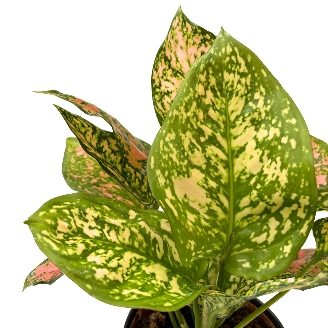 Aglaonema Pink Uniame - primo piano di una foglia con venature giallo crema e macchie rosa su sfondo verde