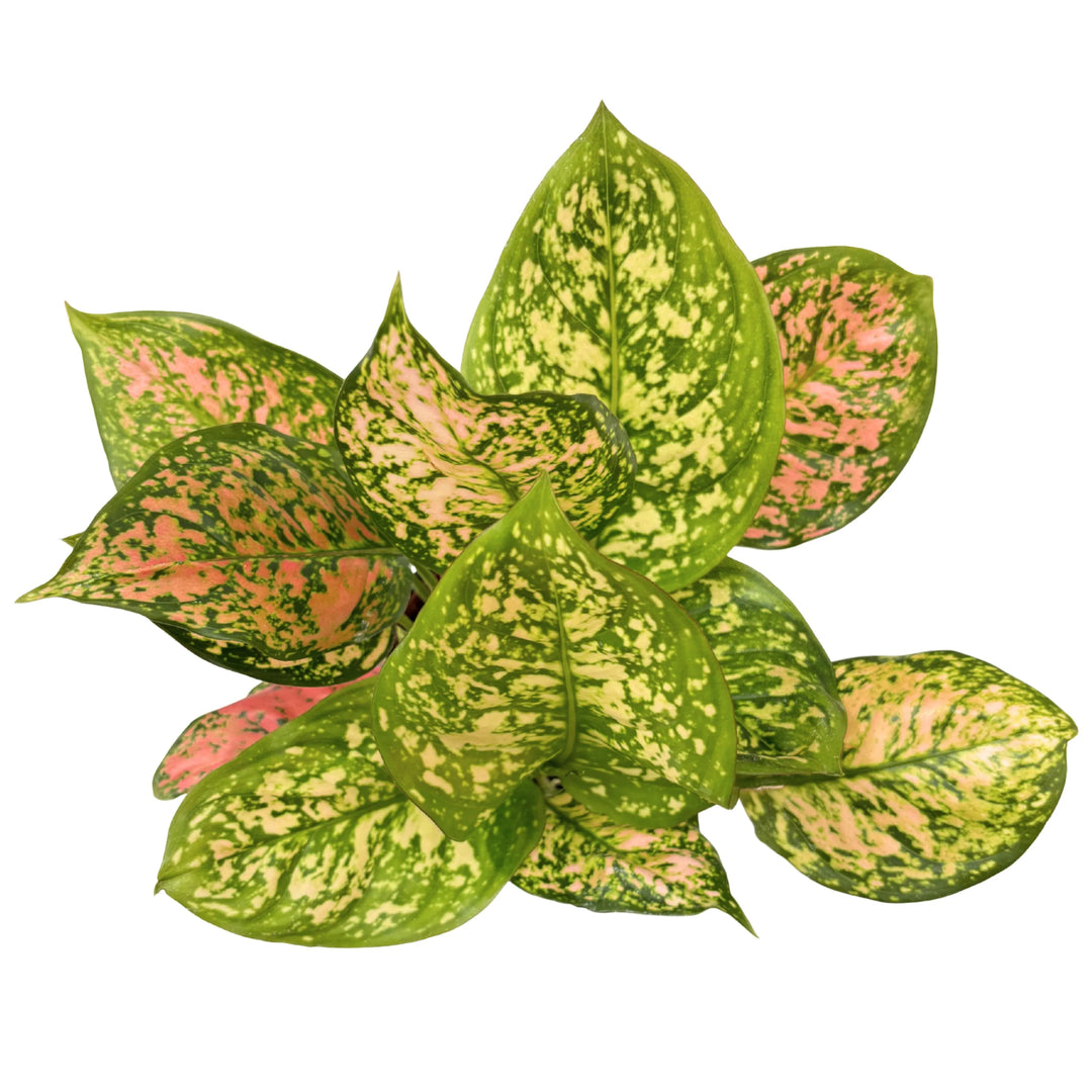 Aglaonema Pink Uniame - vista dall'alto del fogliame variegato rosa e verde, texture decorativa naturale