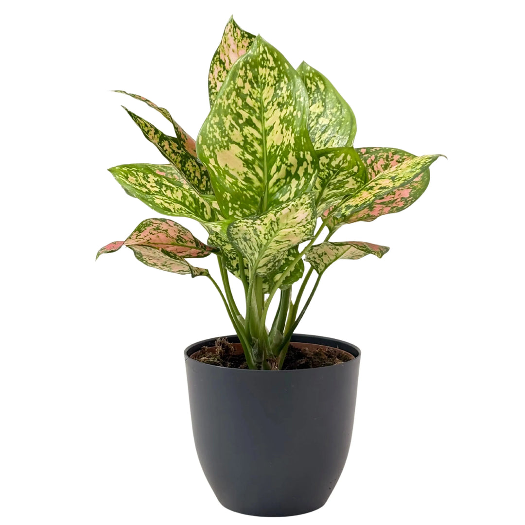 Aglaonema Pink Uniame - pianta da interno con fogliame rosa e verde in vaso avorio, elegante e compatta