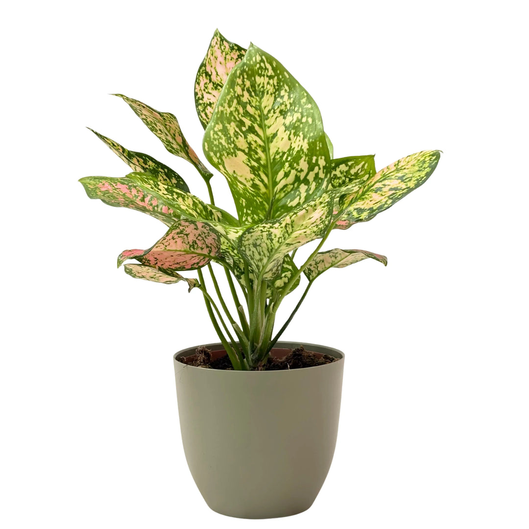 Aglaonema Pink Uniame - pianta con foglie rosa e verde in vaso verde rosmarino, aggiunge colore agli ambienti
